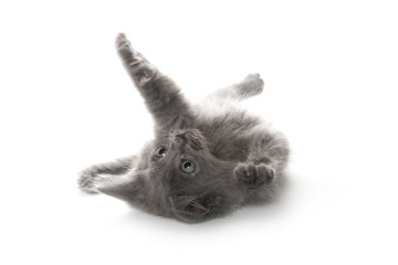 Cute gray kitten on white