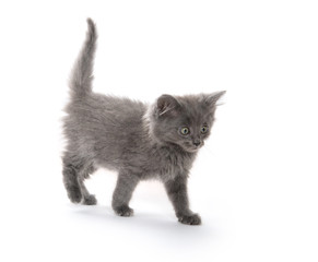 Cute gray kitten on white