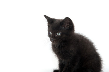 Portrait of black kitten
