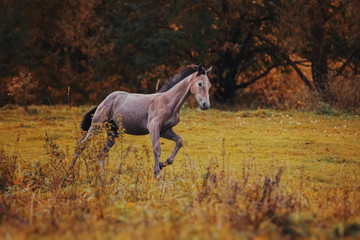 Obraz na płótnie Canvas Gray foal in the autumn landscape