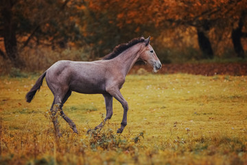 Gray foal in the autumn landscape