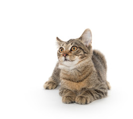 Obraz premium Tabby cat playing on white