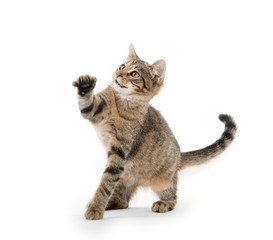 Tabby cat playing on white