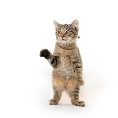 Tabby cat playing on white