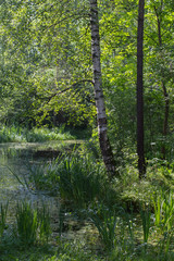 Fototapeta na wymiar overgrown pond and birch