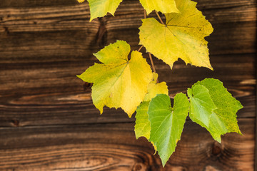 Weathered timber planks with autumn grape vine leaves background