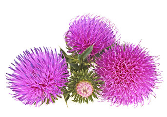 Flowers thistle isolated on a white background