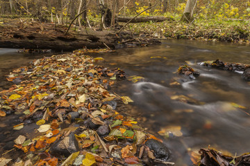 A wild river with broken trees acress the riverbed in the autumn