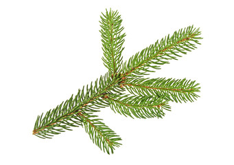 Fir tree branch isolated on a white background