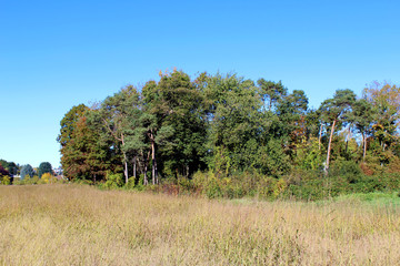 Rural field and group of trees in early autumn
