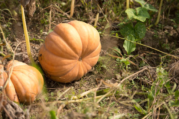 Frischer K&uuml;rbis am Feld reif f&uuml;r die Ernte