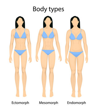 Female body types.