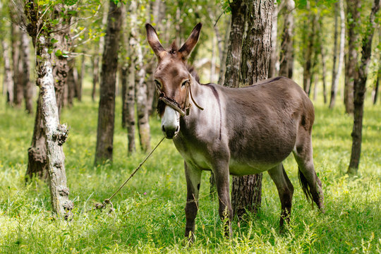 A donkey in the woods