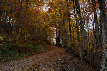 Forest path