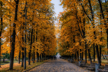 Autumn park alley. Bright autumn trees and orange autumn leaves. People stroll around the park. Autumn background.