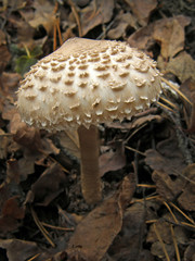 Forest mushroom photo.
