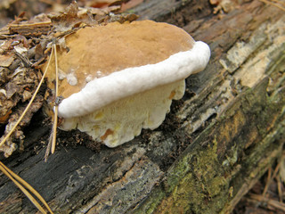 mushroom Ganoderma applanatum.