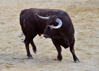 Fototapeta na wymiar bull