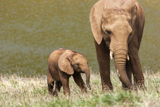 Mother and baby elephant