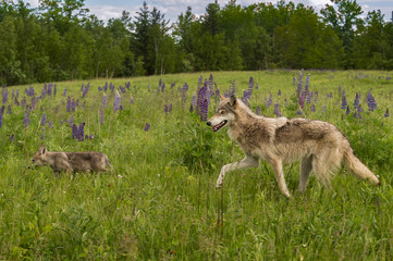 Naklejka premium Grey Wolf (Canis lupus) Follows Pup
