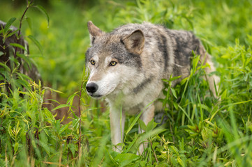 Grey Wolf (Canis lupus) Stares Out From Grass
