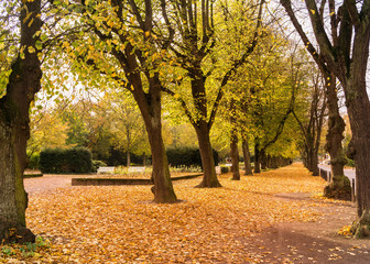 trees in the park in autumn
