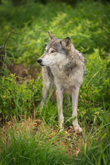 Grey Wolf (Canis lupus) Stands Looking Left