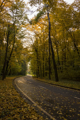 Road in the autumn forest, yellow leaves on the asphalt and trees