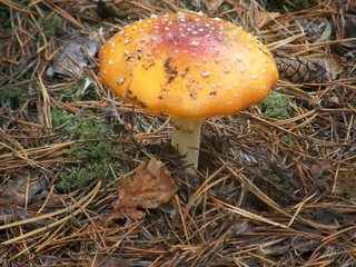 Mushroom amanita. beautiful image