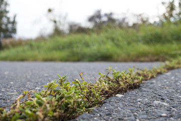 Weeds growing through cracks in asphalt roadway