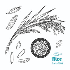 Rice vector hand drawn illustration