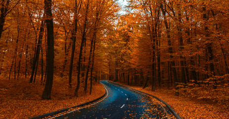 road through dark night forest in autumn