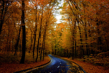 road through dark night forest in autumn