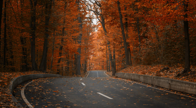 Fototapeta road through dark night forest in autumn