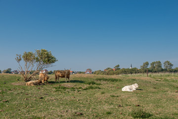 cows in meadow on Texel