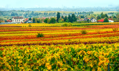 vineyard in the autumn near Freinsheim
