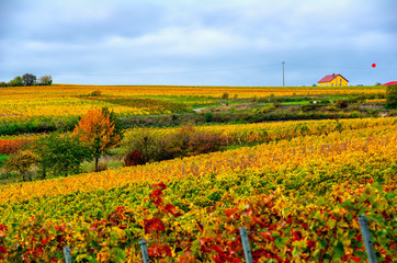 vineyard in the autumn