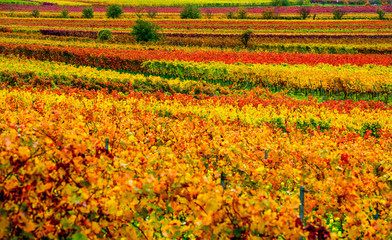 vineyard in the autumn