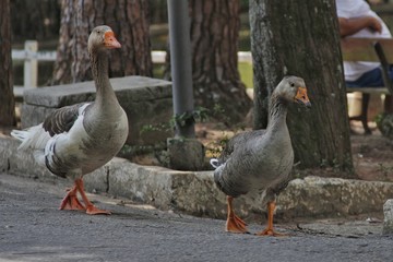 Patos do horto 