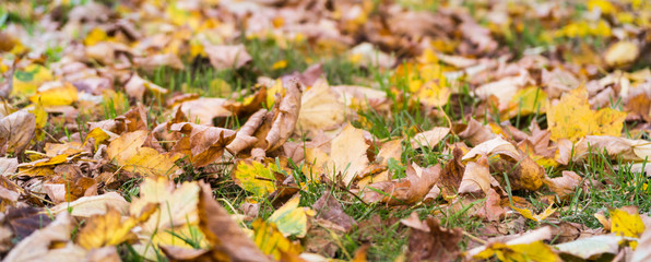 colorful leaves on the ground in autumn 