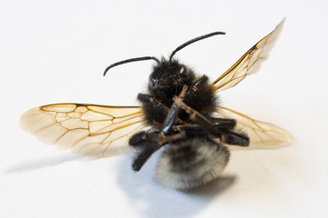 Dead bumblebee on white background I
