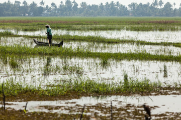 Rice Fields in the Backwaters - 177831181