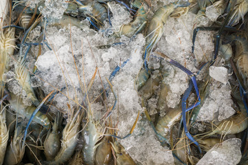 Many giant freshwater prawn are immersed in ice.