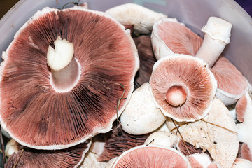 Wild mushrooms champignon. Agaricus silvaticus. Selective focus