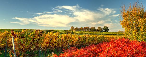 vineyard in the autumn near Freinsheim