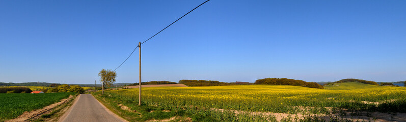 Obraz premium Panorama Rapsfeld bei Neu Reddevitz, Insel Rügen