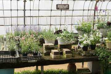 植物園 ローズマリー