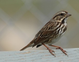 bird, sparrow, nature, wildlife, animal, brown, fall