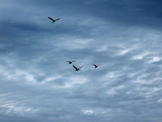 Birds in Flight Ding Darling Wildlife Refuge Sanibel Florida