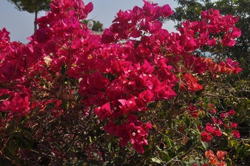 red bougainvillea flower
